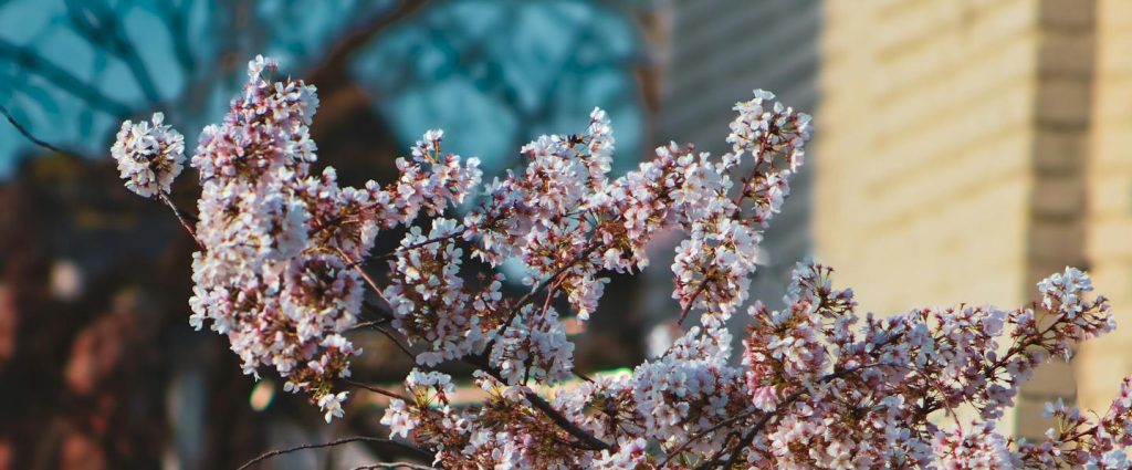 Springtime cherry blossoms blooming against an urban backdrop, capturing nature's contrast with the city.
